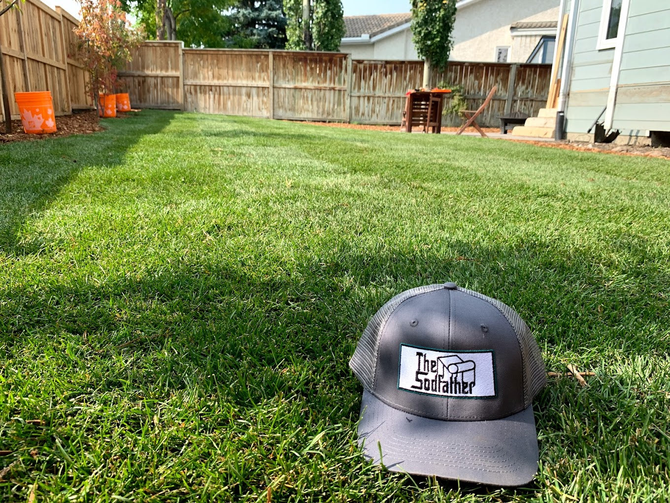 WaterWise BlueFescue - The Drought Tolerant, Adaptable Sod