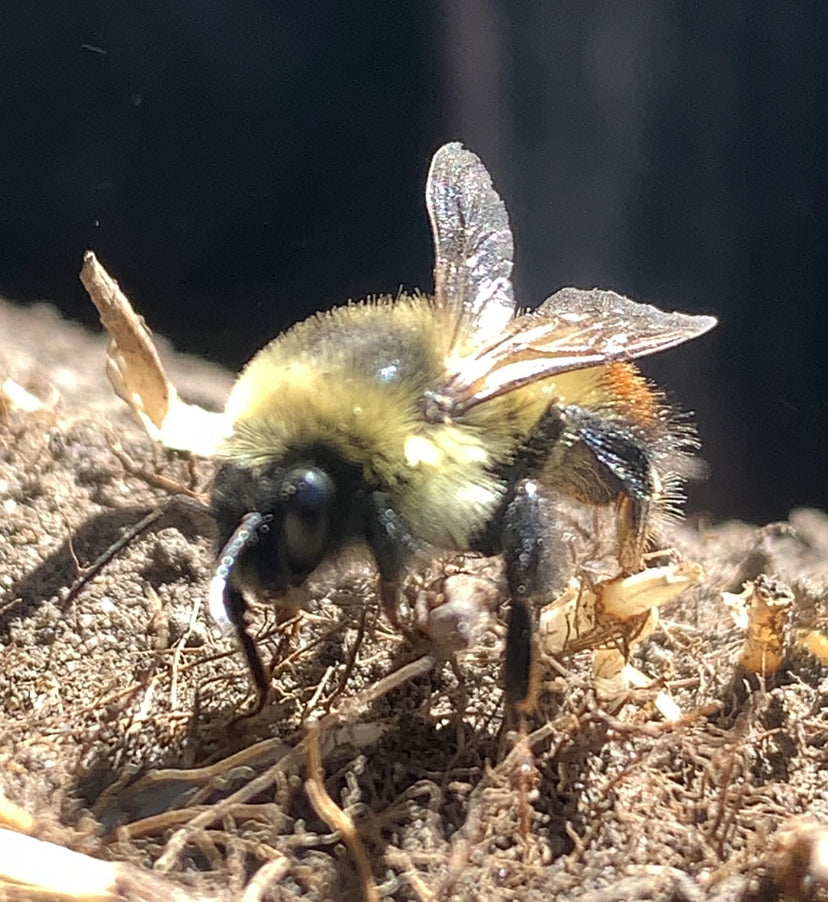Bees, Biodiversity and Water Wise BlueFesue