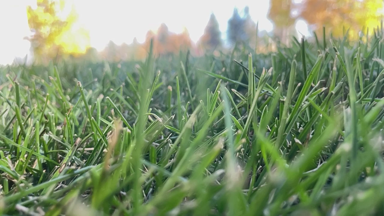 100% Premium Kentucky Bluegrass $0.35-1.20/sqft