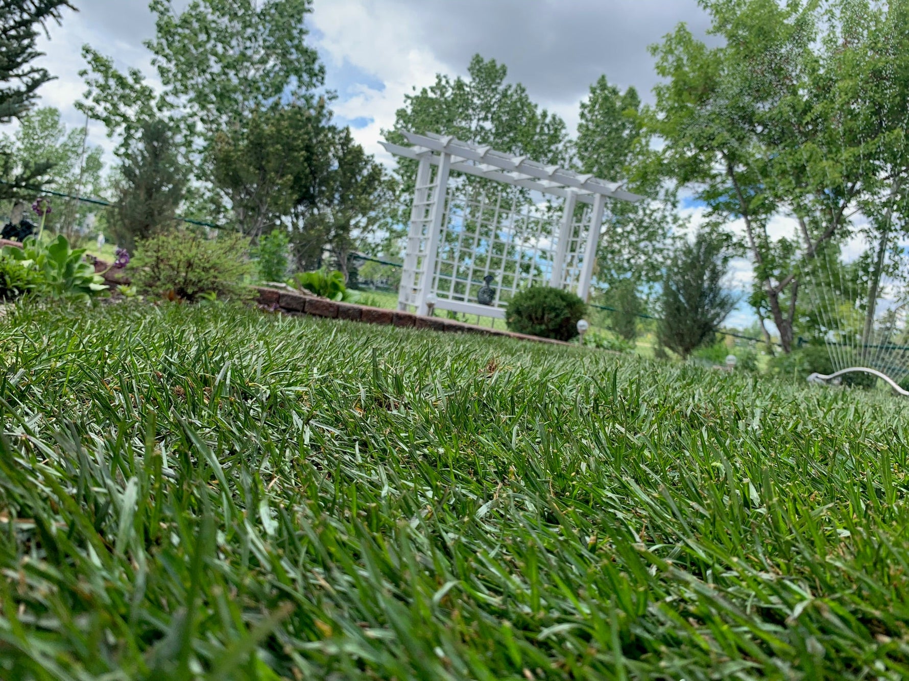 How Often Should You Water New Sod in Calgary? A Complete 2026 Guide