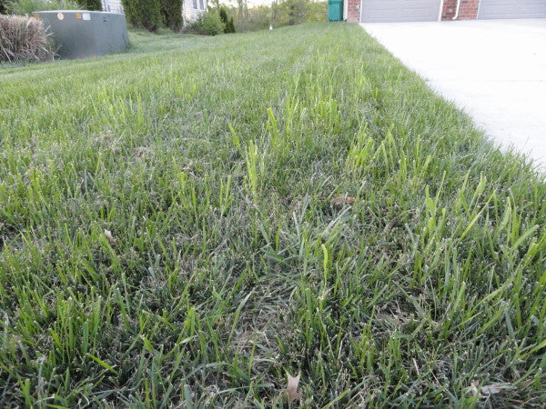 Assessing and Addressing Weeds