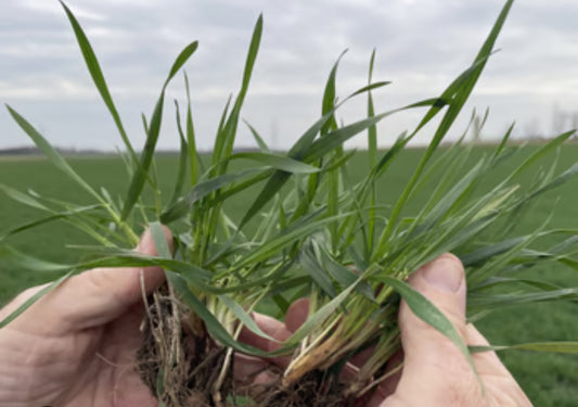 The Impact of Quackgrass and Regional Weeds in Alberta