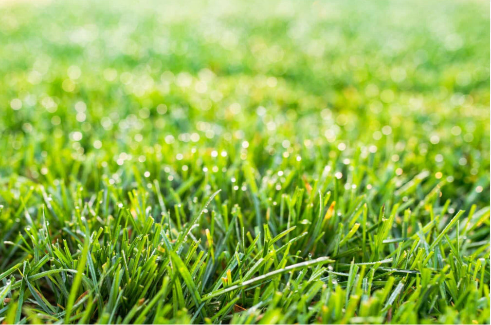 The History and Appeal of Fescue Sod