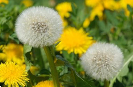 The Seediest of Weeds: The Dandelion