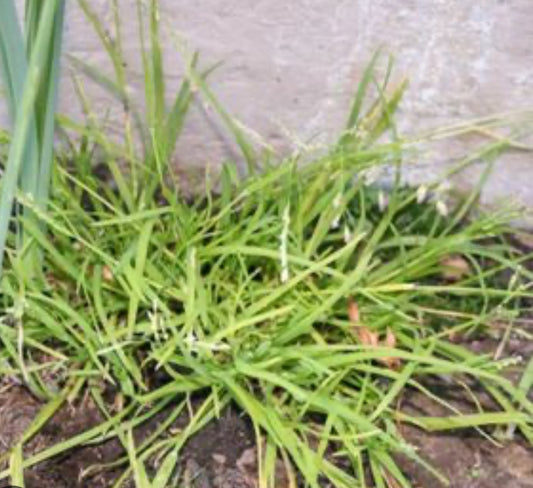 Poa Annua: The Notorious Weed