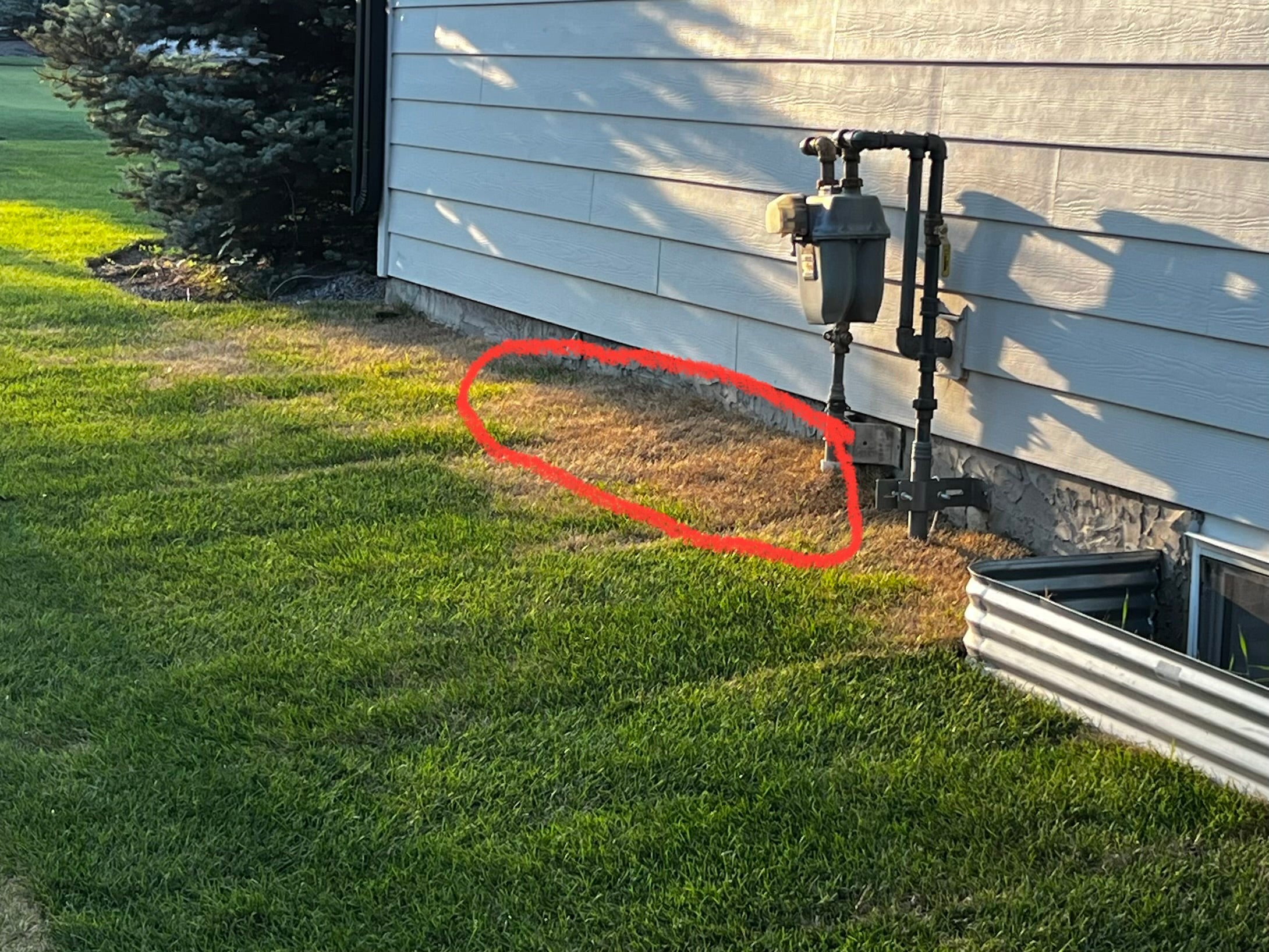 Why is my New Sod Turning Yellow?