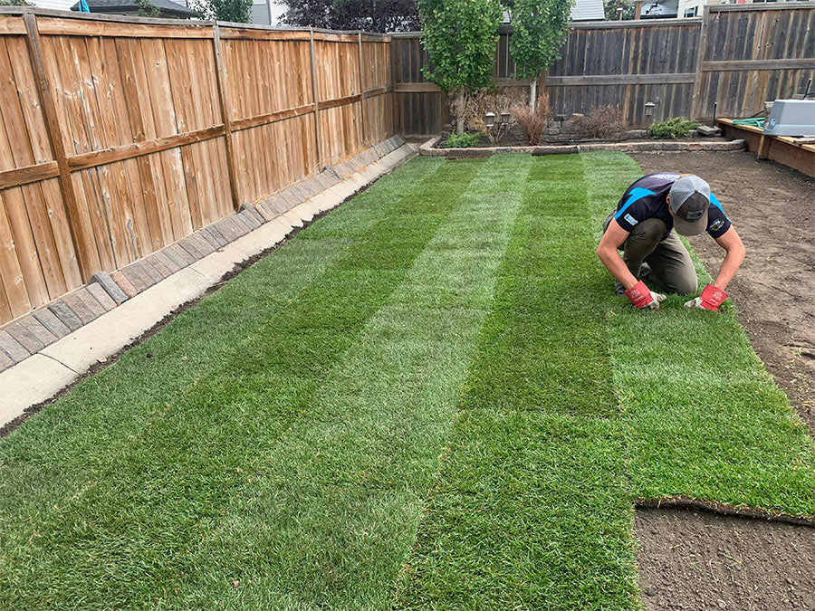 A landscaper installing some sod