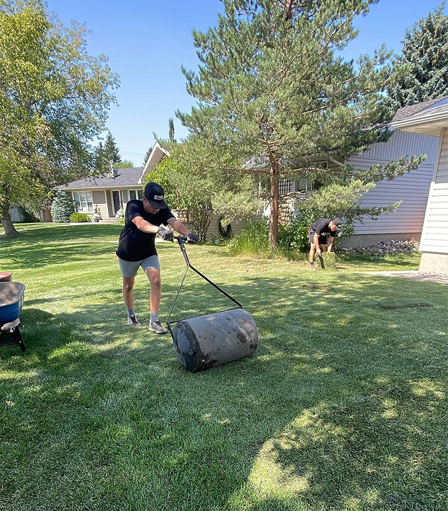A landscaper rolling fresh kentucky bluegrass sod