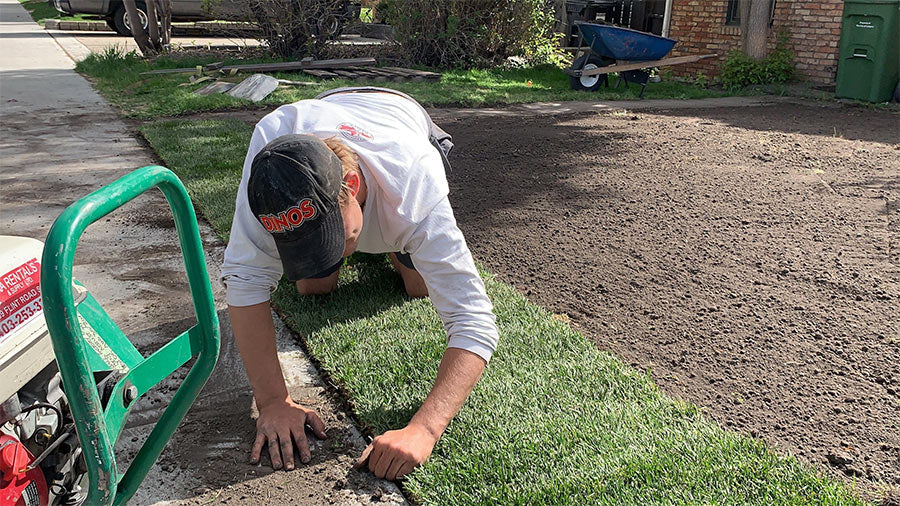 A landscaper installing some fresh sod in Calgary