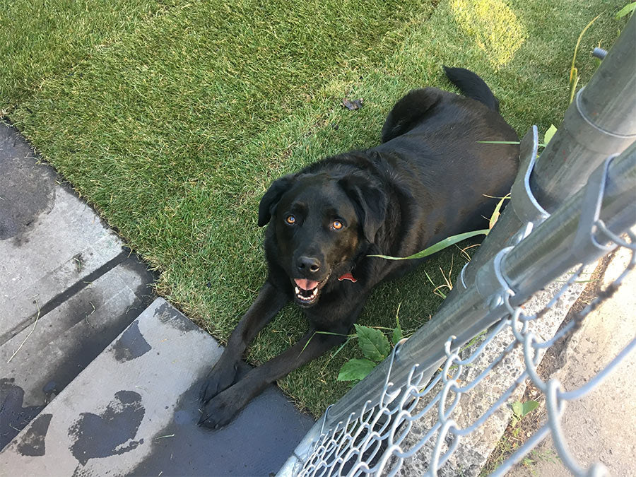 A dog lying on some fresh sod grass