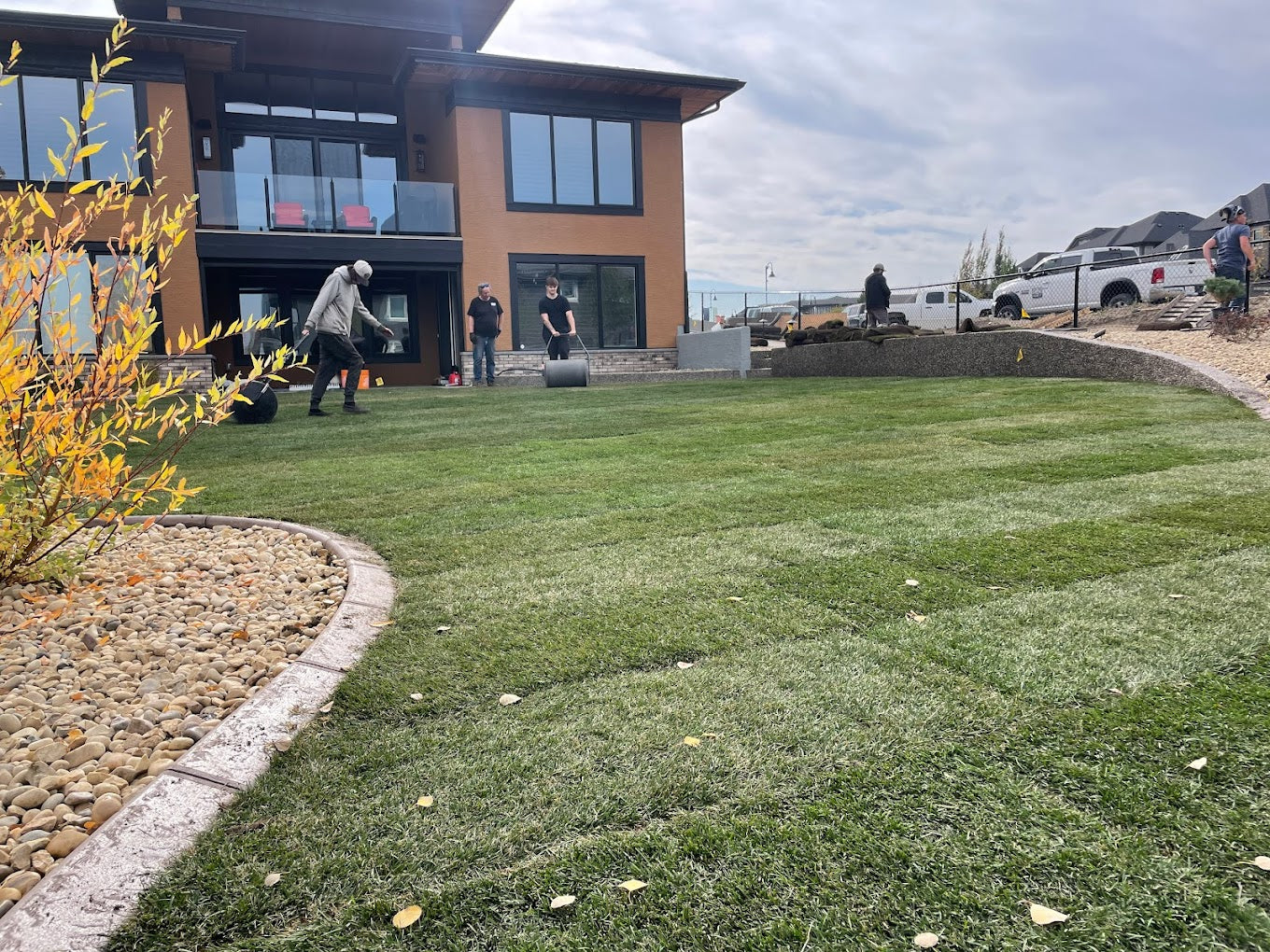 rolling the sod after a new sod installation in south calgary