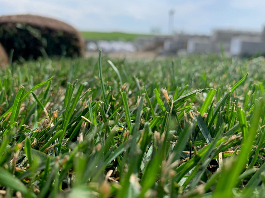 close up of 100% kentucky bluegrass, this is a lush sod under the right conditions